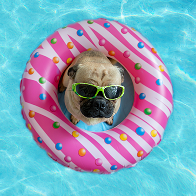 DonutDog